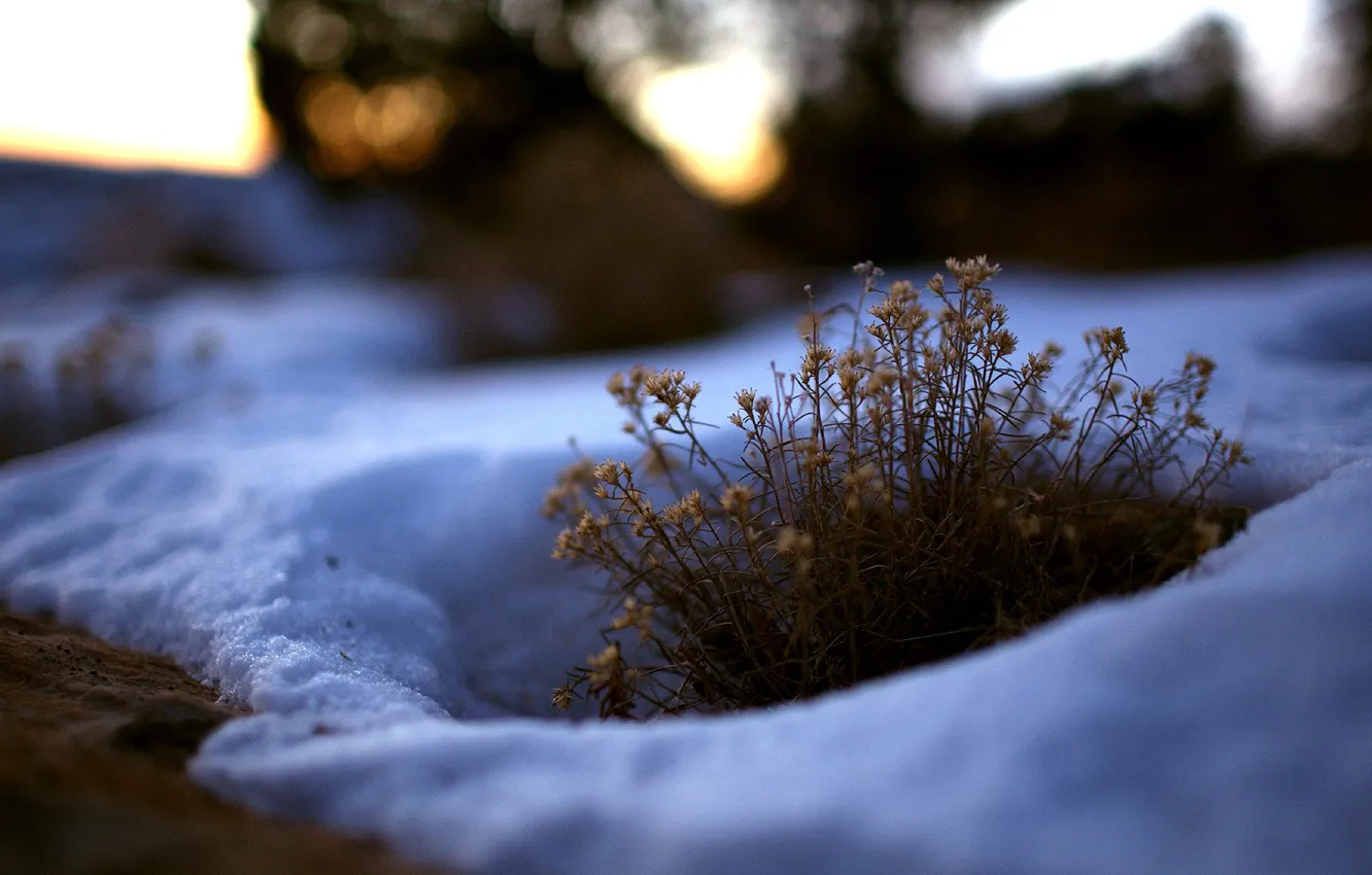 Photo wallpaper winter, grass, snow, the bushes