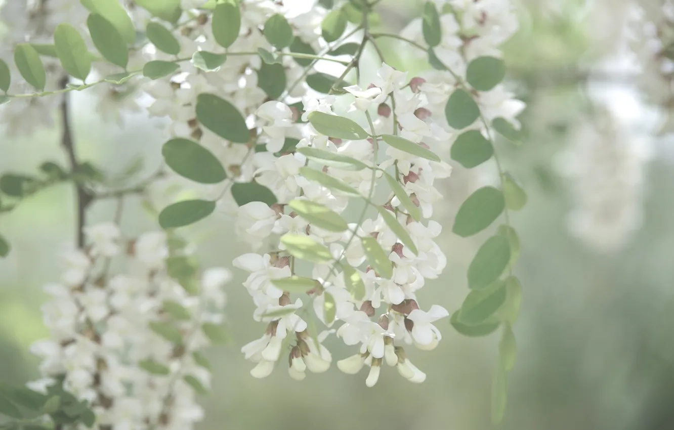 Photo wallpaper leaves, light, flowers, blur, branch, spring, haze, white