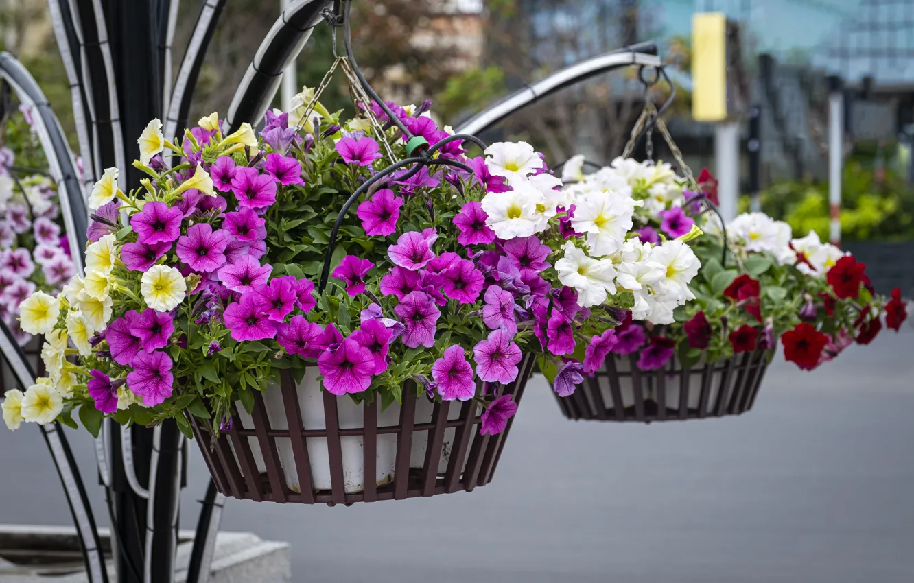 Photo wallpaper flowers, yellow, pink, white, different, Petunia, pots