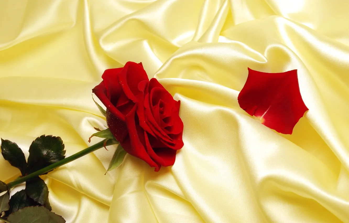 Photo wallpaper rose, petal, fabric, red, yellow, Atlas