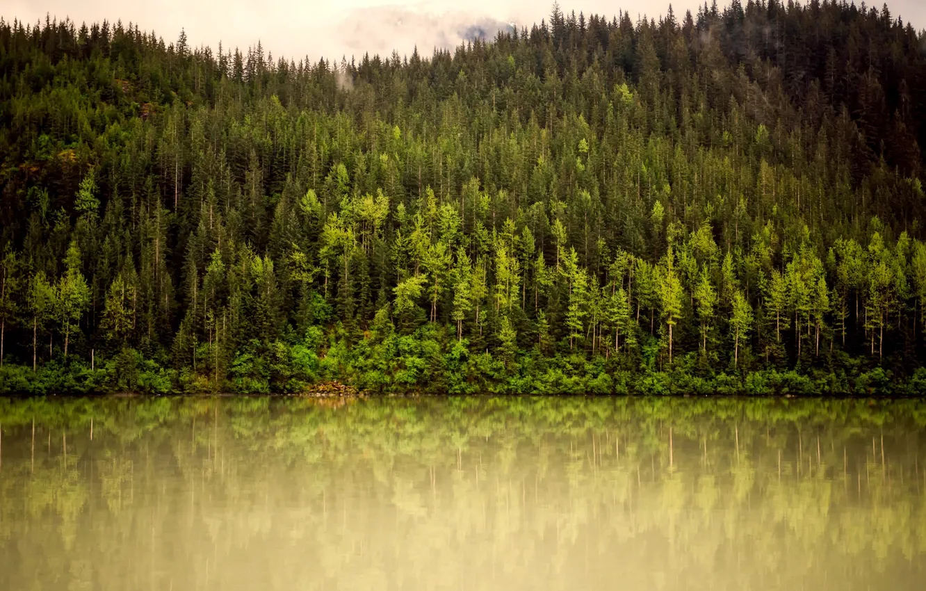 Photo wallpaper greens, forest, trees, mountains, fog, river, Alaska