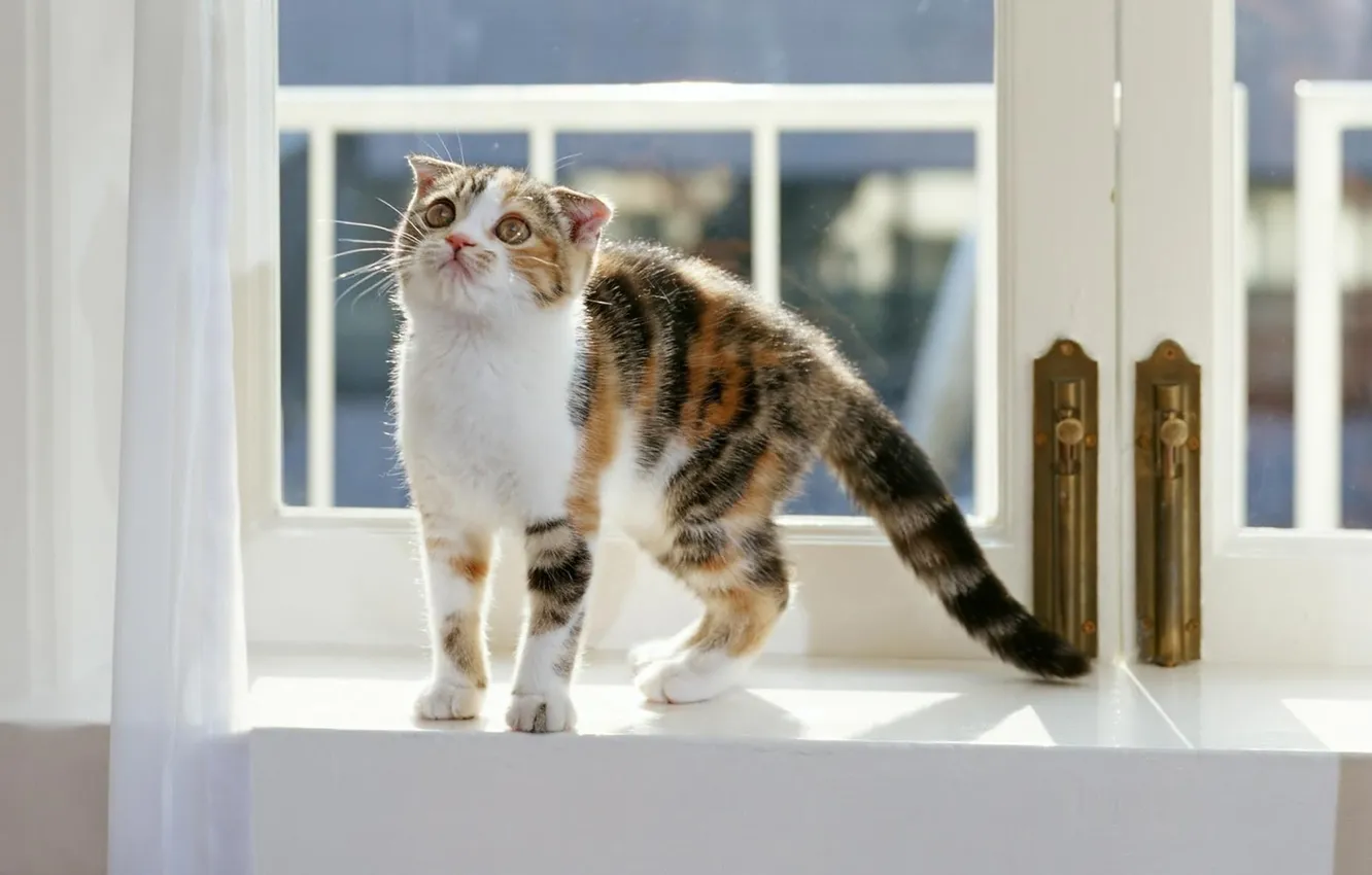 Photo wallpaper cat, Wallpaper, window