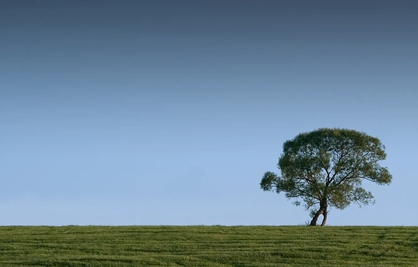 Photo wallpaper field, grass, trees, landscape, photo, view, horizon, beautiful background pictures