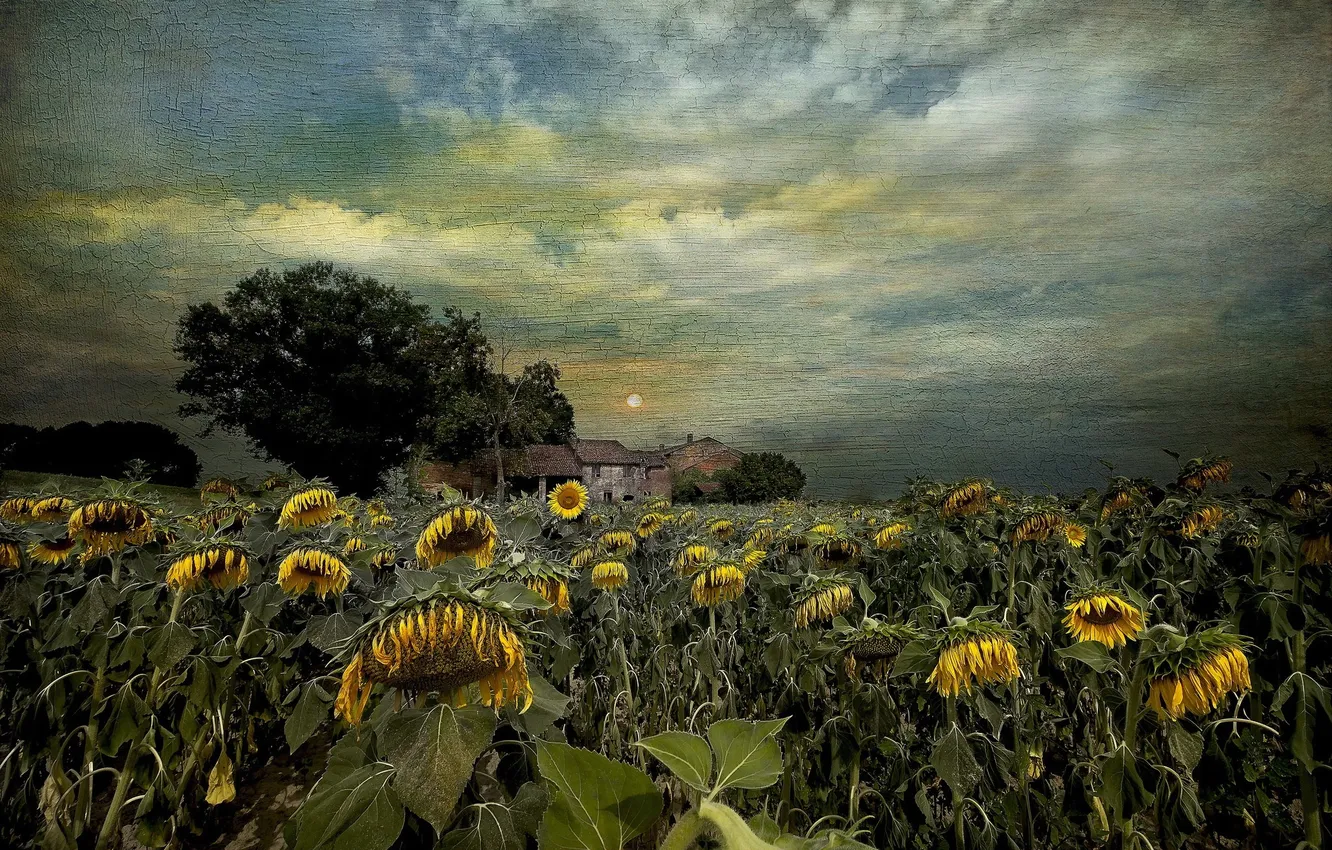 Photo wallpaper sunflowers, nature, texture