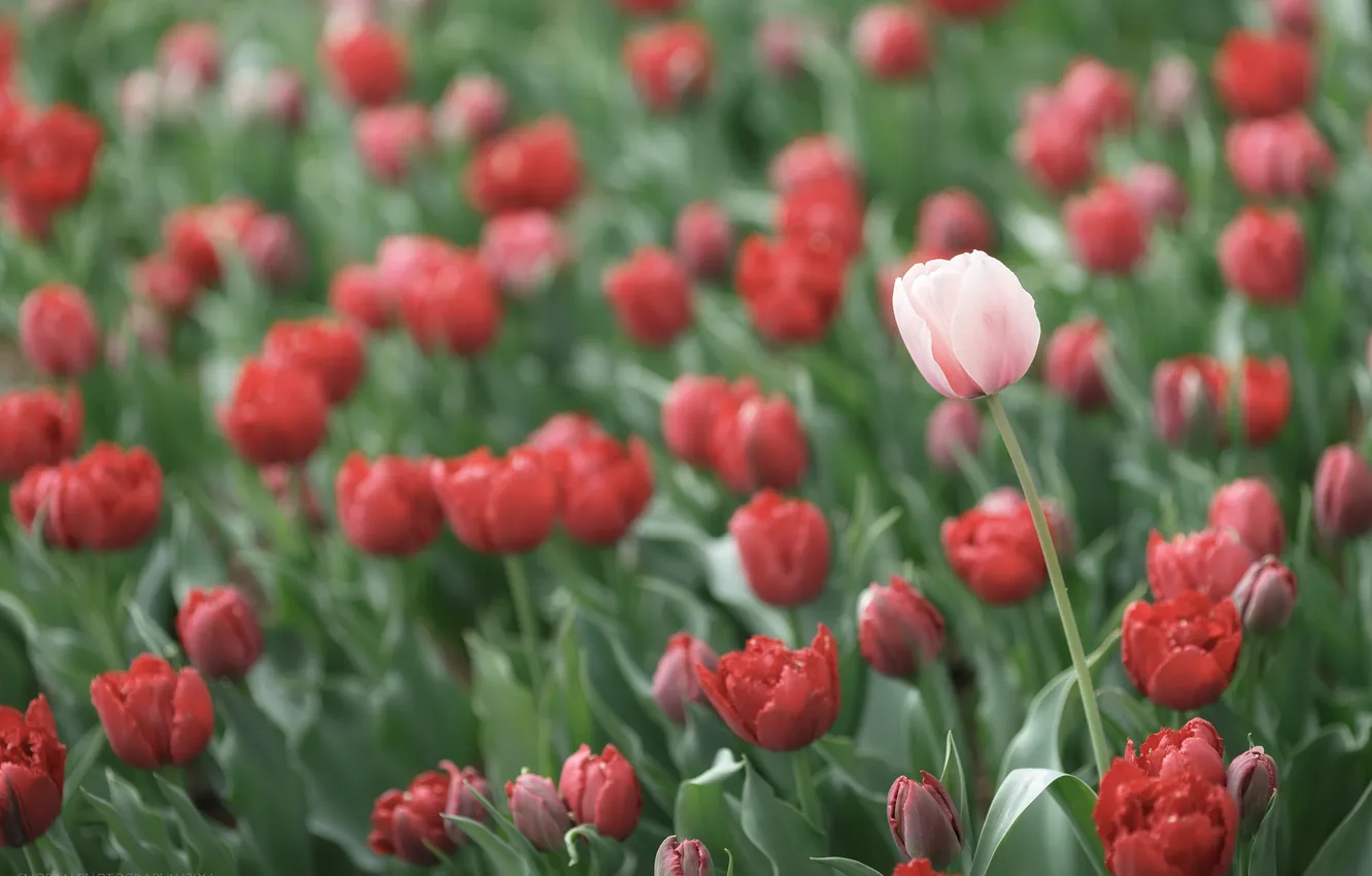 Photo wallpaper flowers, red, petals, tulips, pink, a lot