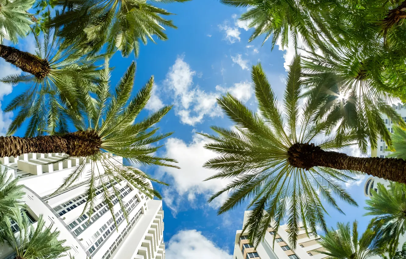 Photo wallpaper city, the city, palm trees, Miami, Miami, palm trees