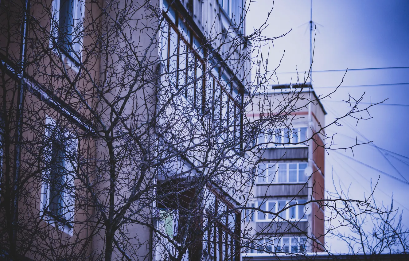 Photo wallpaper home, day, the bushes, aesthetics, dixon_photo