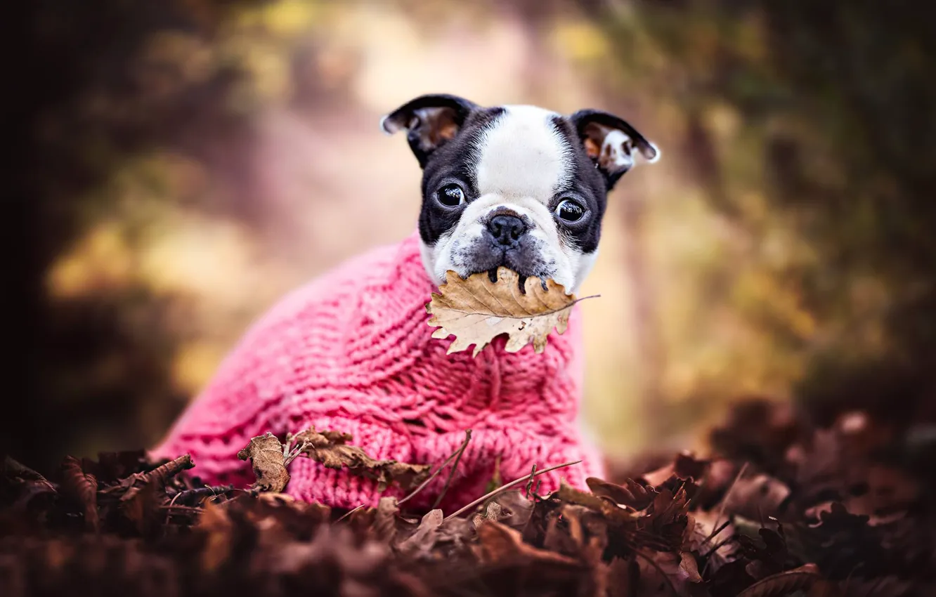 Photo wallpaper autumn, leaves, mood, foliage, leaf, puppy, sweater, doggie