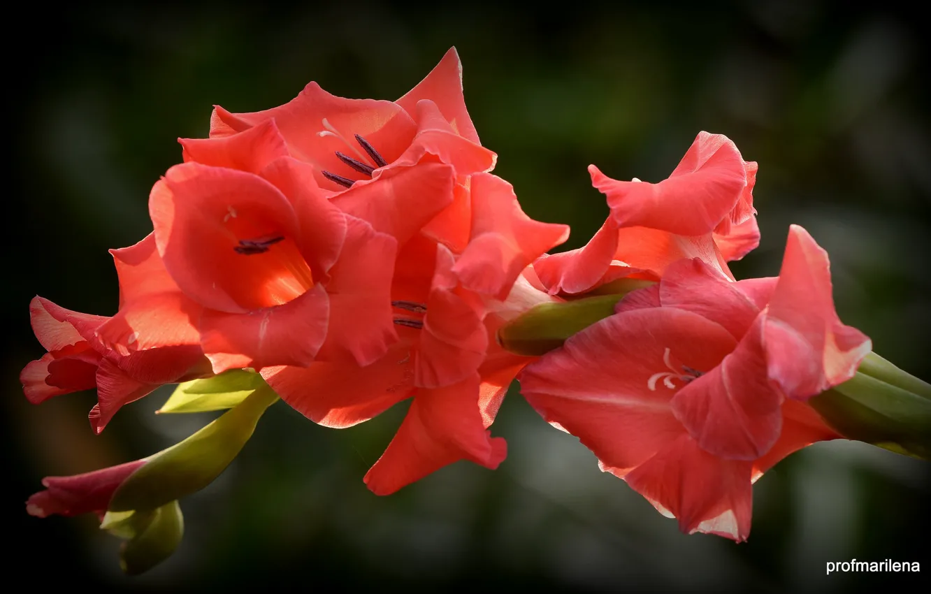 Photo wallpaper red, Flower, flowering, Gladiolus