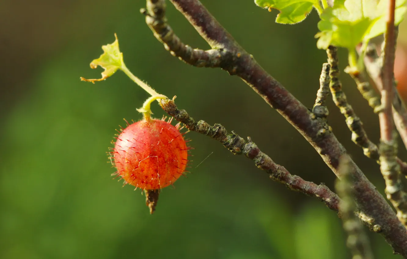 Photo wallpaper fruit, twig, gooseberry