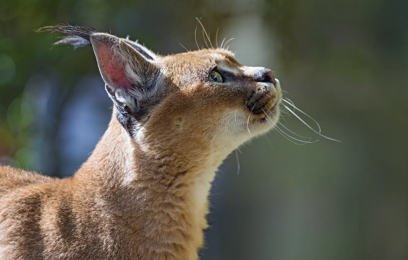 Photo wallpaper cat, face, profile, Caracal, steppe lynx, ©Tambako The Jaguar