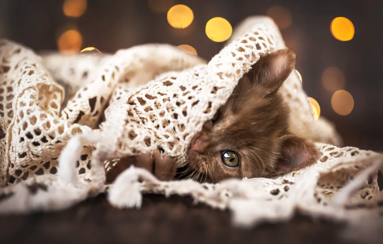Photo wallpaper cat, look, pose, sweetheart, kitty, face, Milota