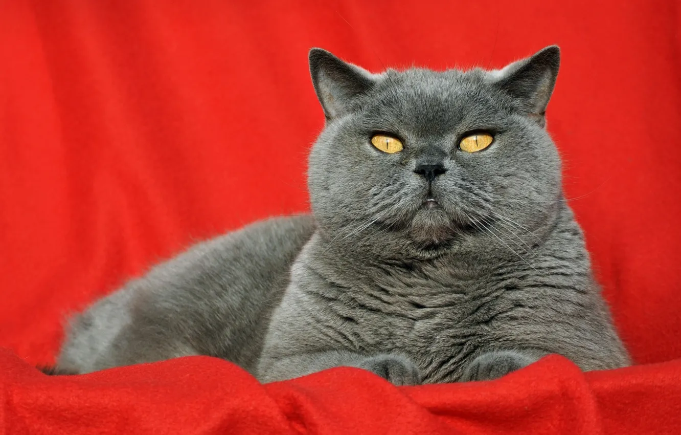 Photo wallpaper cat, cat, red, pose, grey, background, portrait, lies