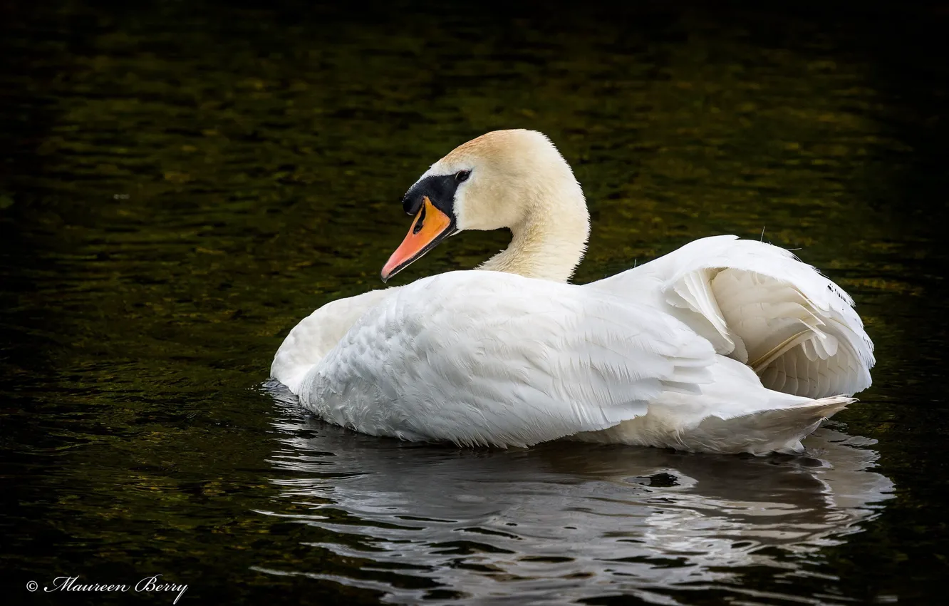 Photo wallpaper white, bird, grace, Swan, pond, tail