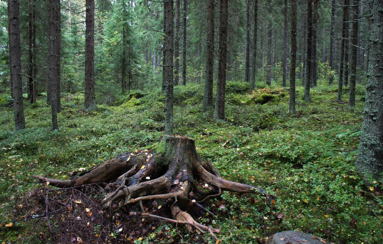 Photo wallpaper forest, trees, roots, stump