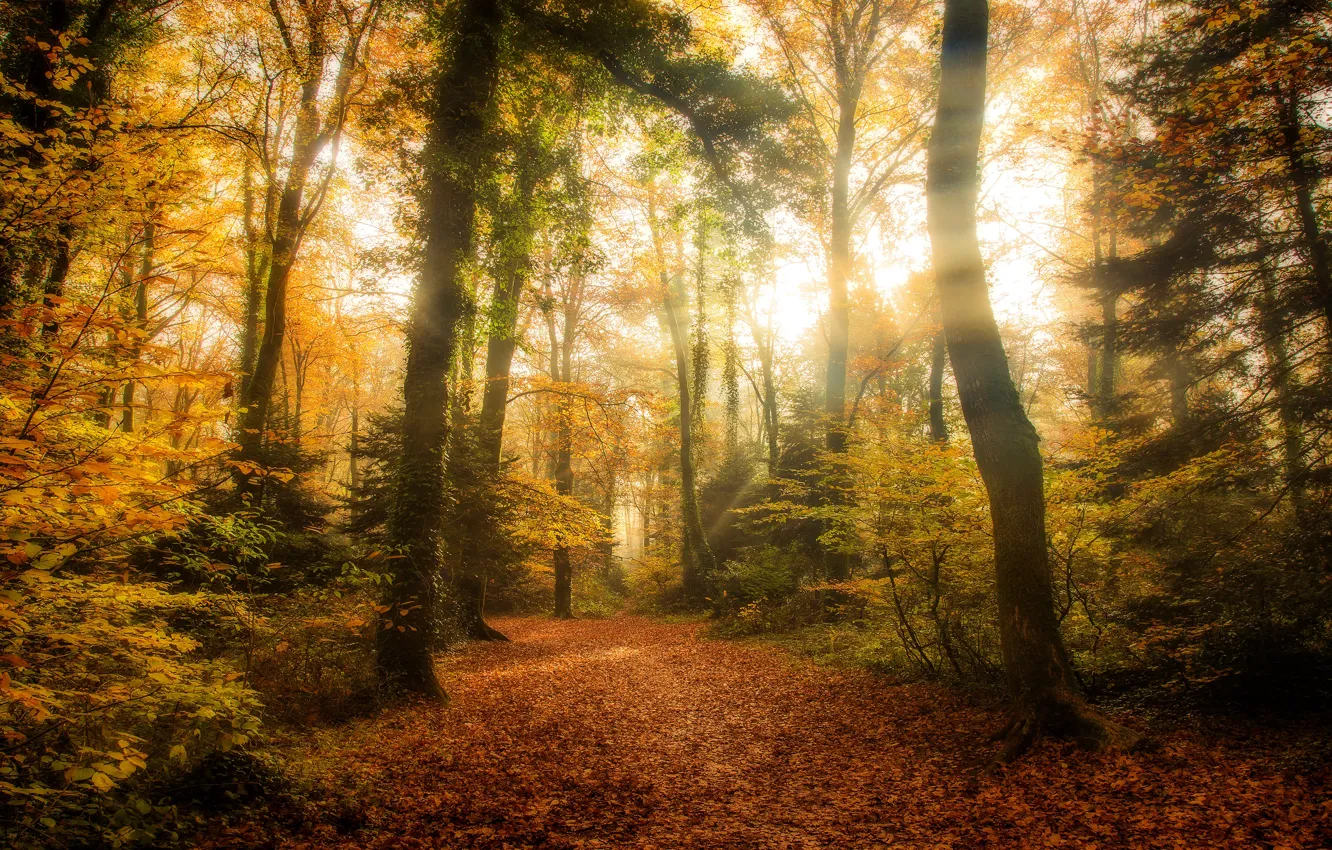 Photo wallpaper autumn, forest, leaves, the sun, rays, light, trees, branches
