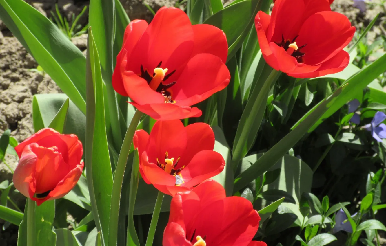 Photo wallpaper flowers, red tulips, April, spring 2018, Mamala ©