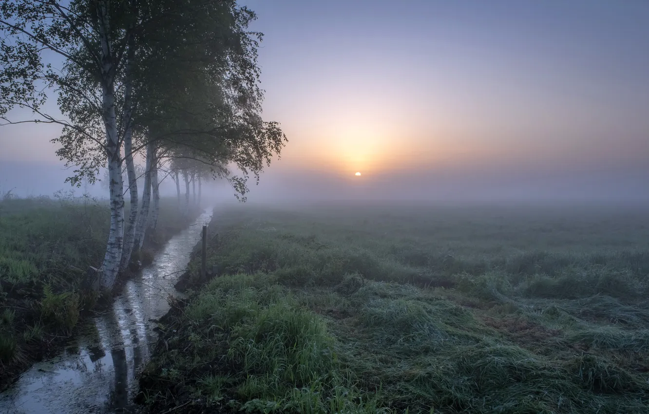Photo wallpaper field, sunset, fog, birch