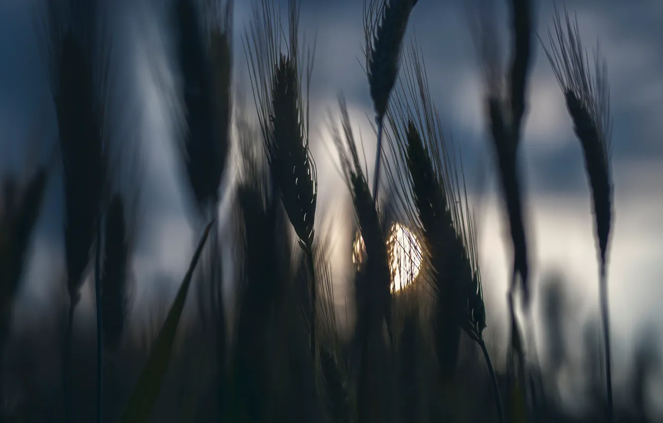 Photo wallpaper field, the sky, the darkness, spikelets