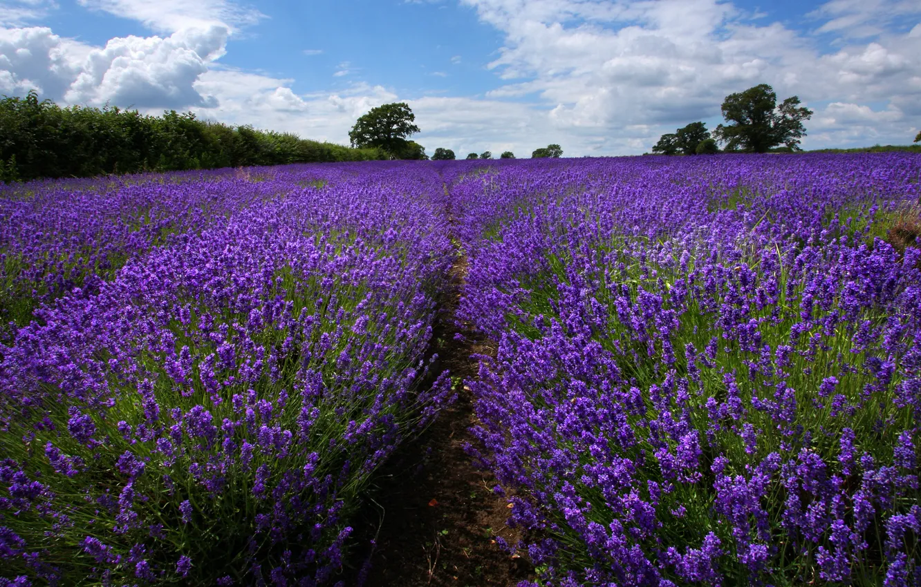 Photo wallpaper field, clouds, trees, flowers, blue, dal, path, lavender