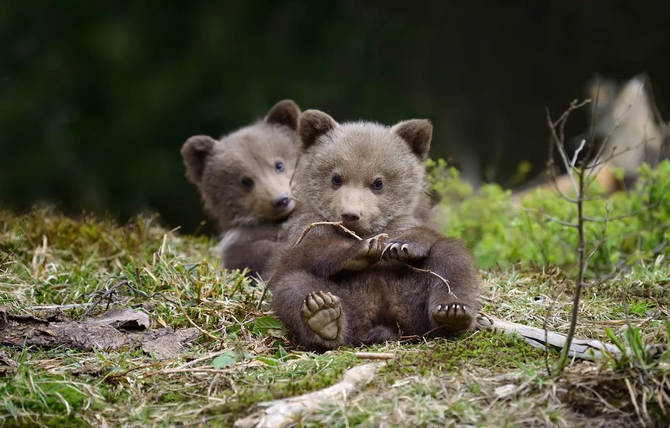 Photo wallpaper nature, baby, bear, bear, a couple, Duo, brown bear, two of the bear