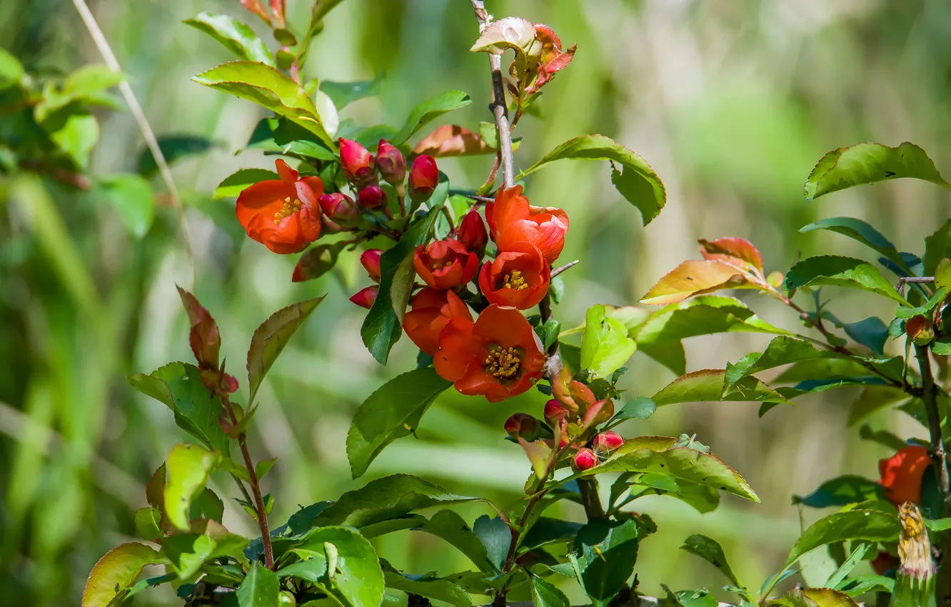 Photo wallpaper flowers, nature, spring, quince