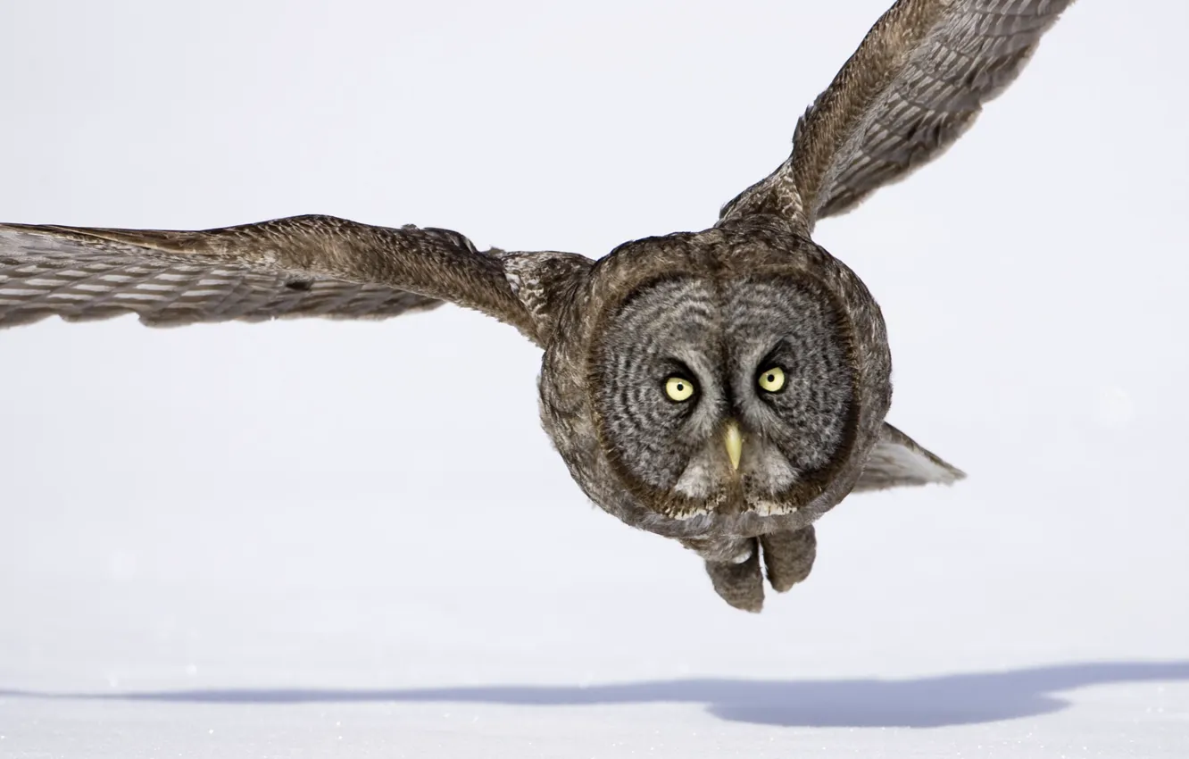 Photo wallpaper winter, snow, flight, owl, bird, wings, shadow