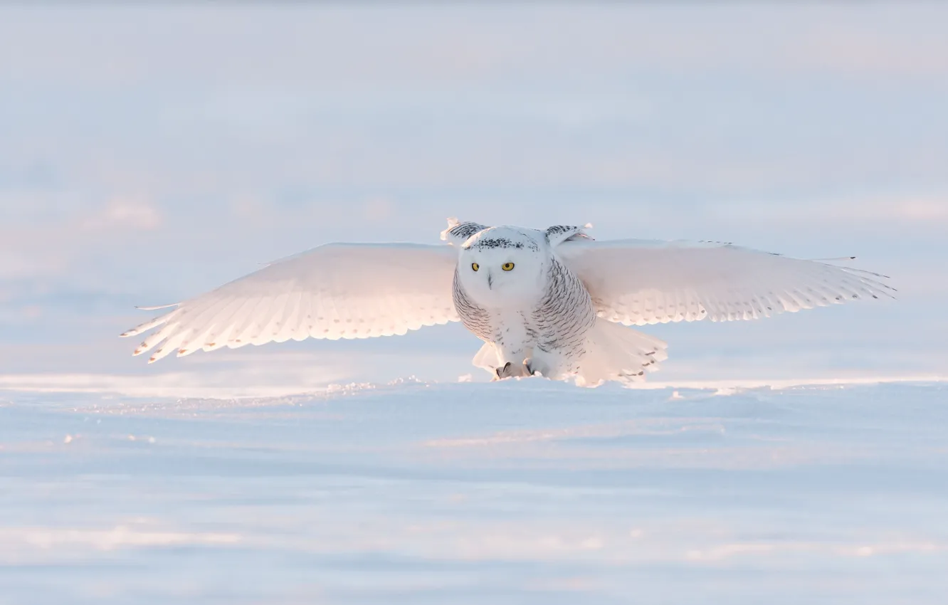 Photo wallpaper winter, light, snow, bird, wings, the scope, snowy owl