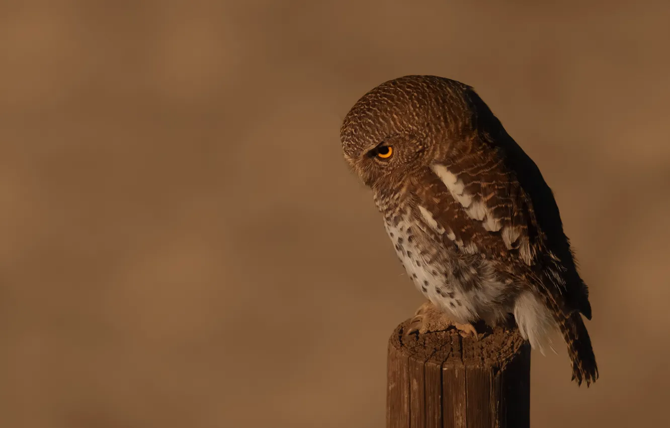 Photo wallpaper background, owl, bird, columns, owl, sychik