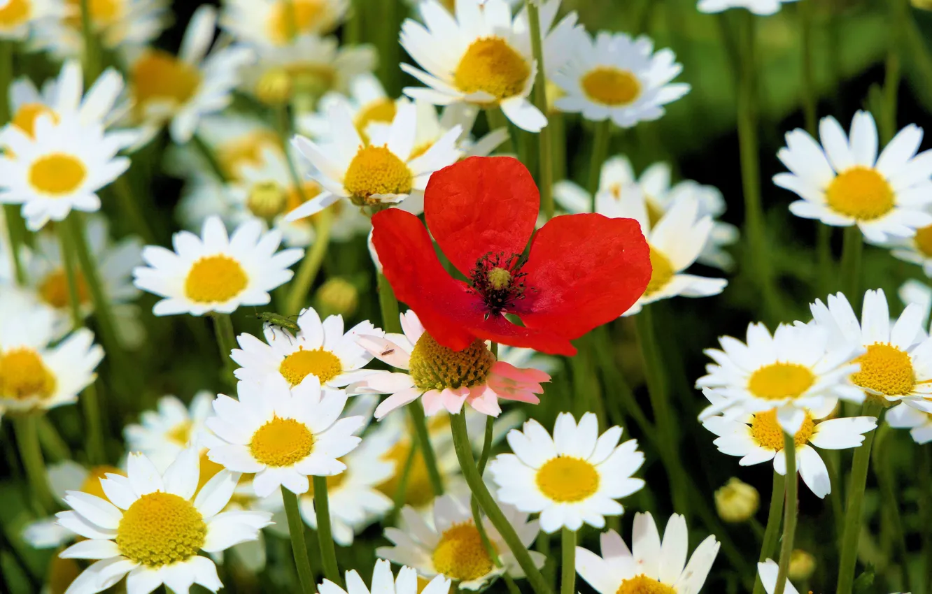 Photo wallpaper Mac, chamomile, beetle