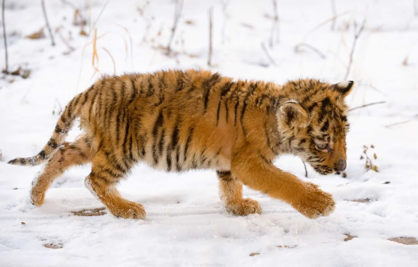 Photo wallpaper snow, baby, Tiger