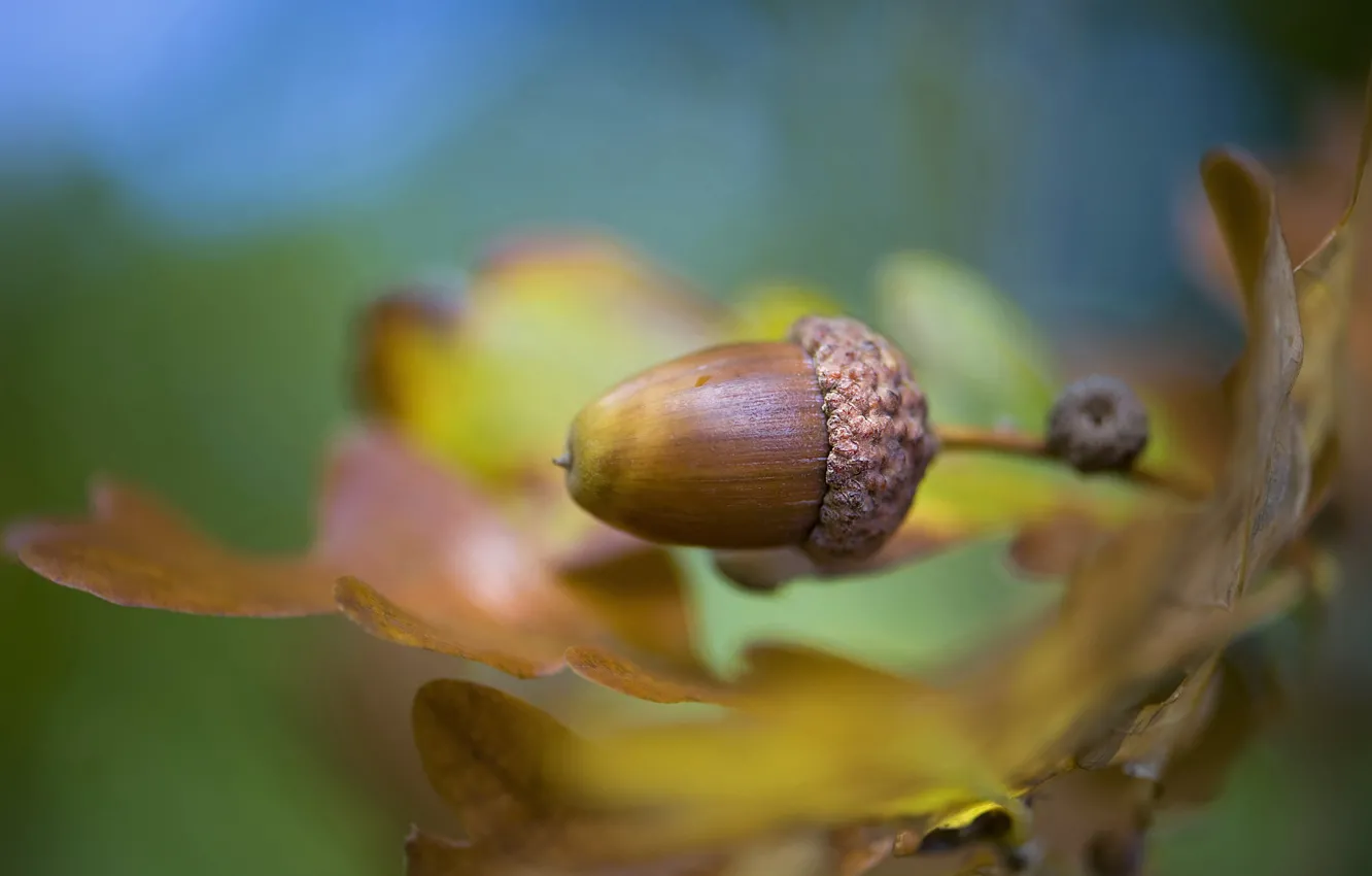 Photo wallpaper leaves, leaves, acorn, Jacky Parker, acorn