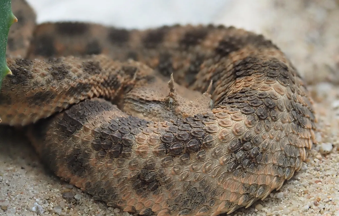 Photo wallpaper snake, horn, scales