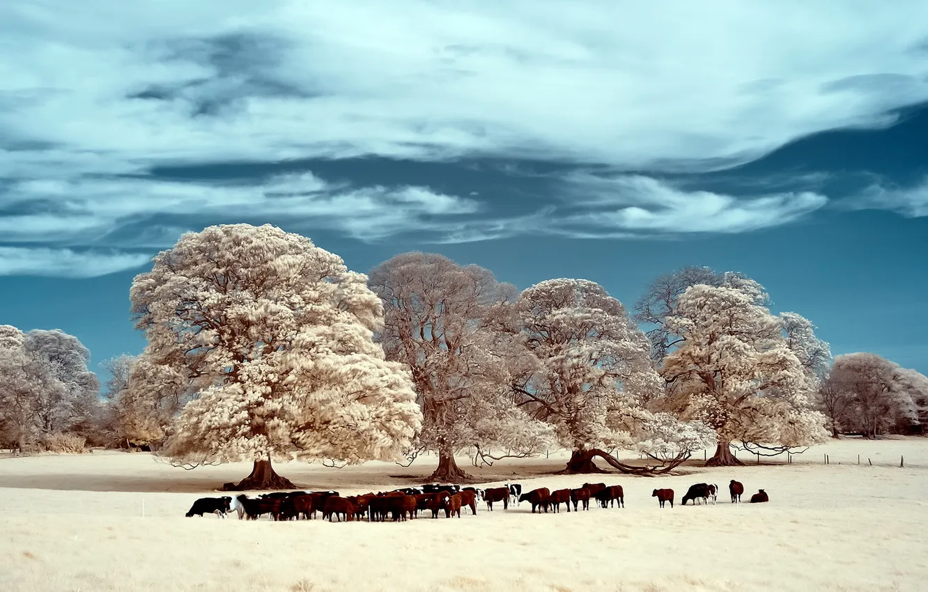 Photo wallpaper field, landscape, cattle