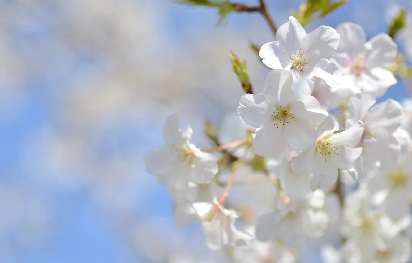 Photo wallpaper the sky, macro, cherry, spring, Sakura