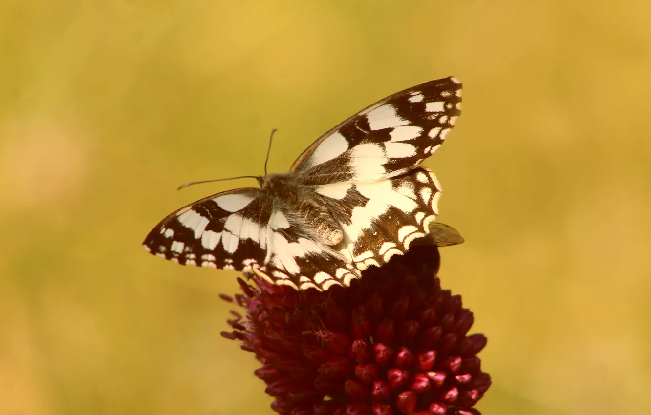Photo wallpaper flower, butterfly, insect