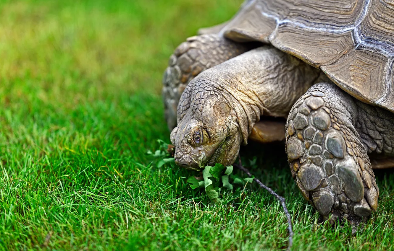 Photo wallpaper grass, glade, turtle, large, lunch, land