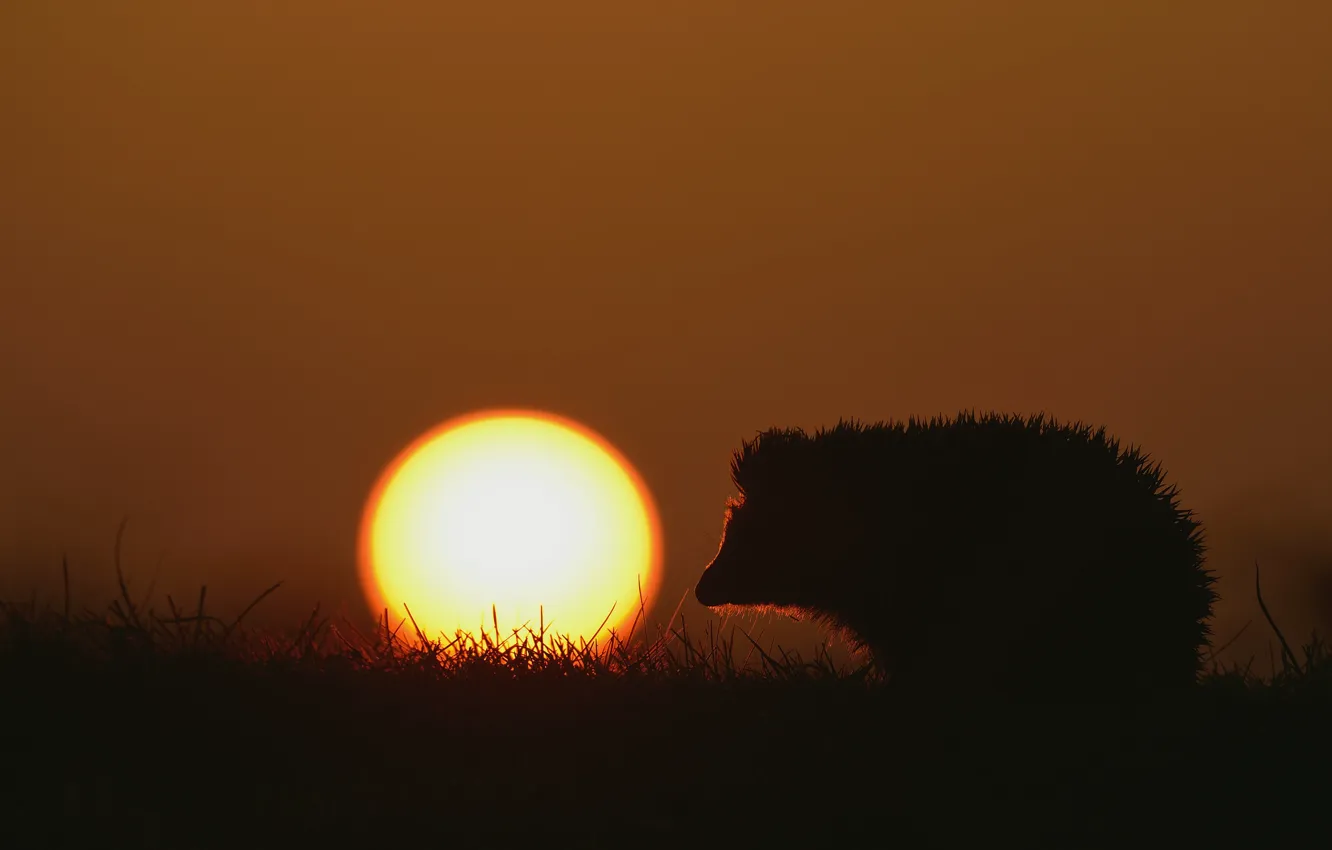 Photo wallpaper grass, the sun, sunset, nature, hedgehog