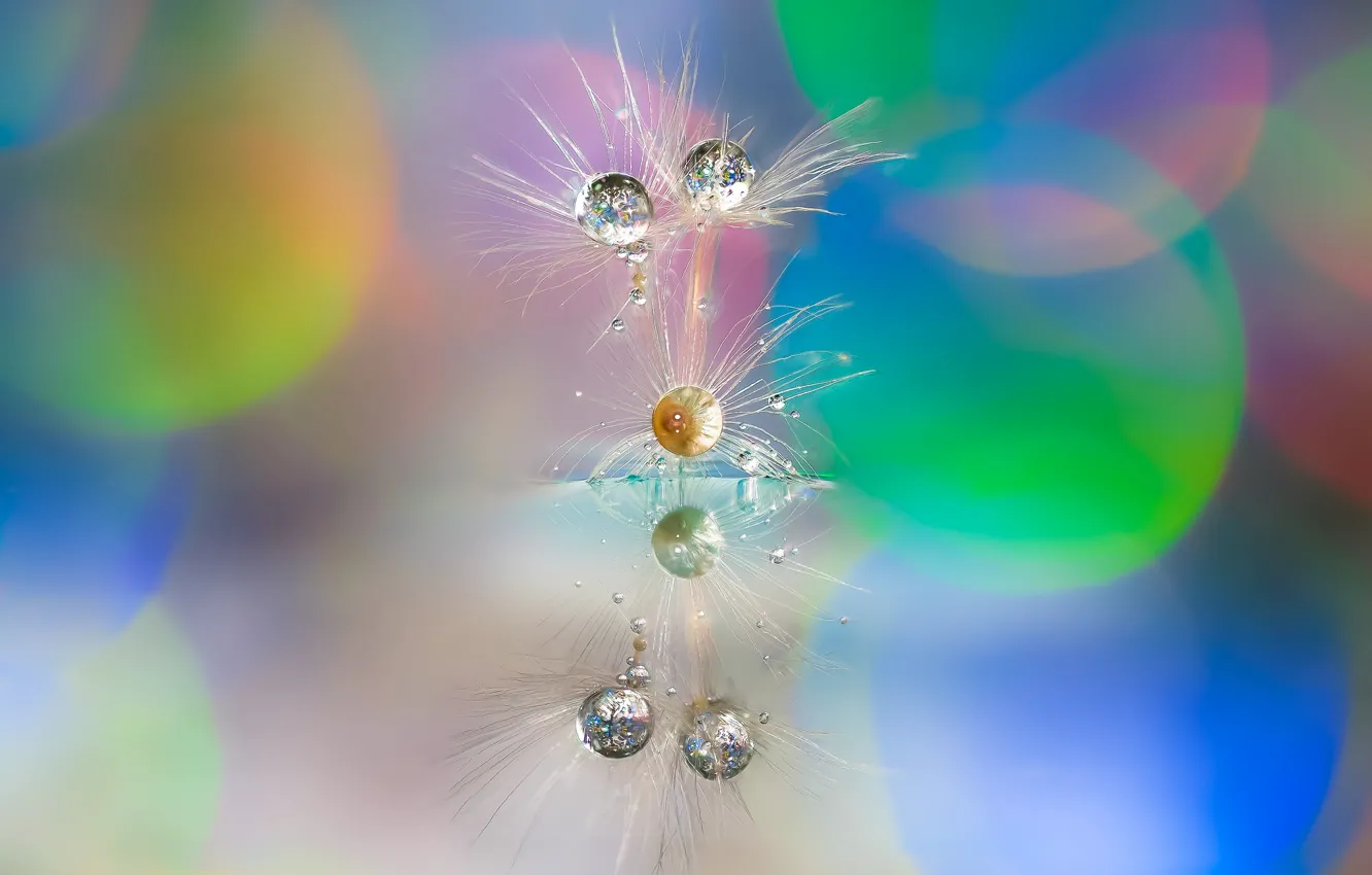 Photo wallpaper water, drops, macro, nature, fantasy, plant, beauty, Association