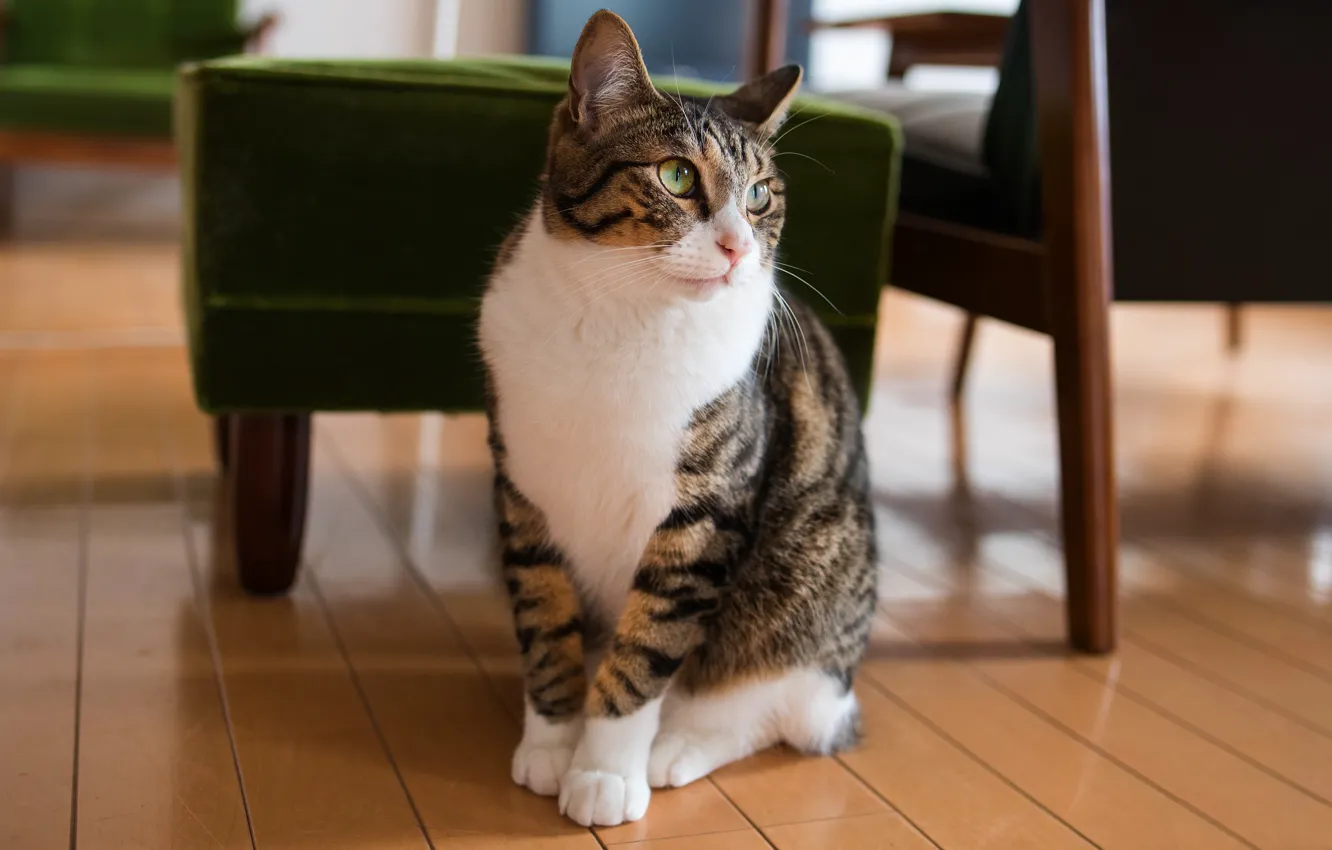 Photo wallpaper cat, cat, look, room, furniture, floor, sitting, striped