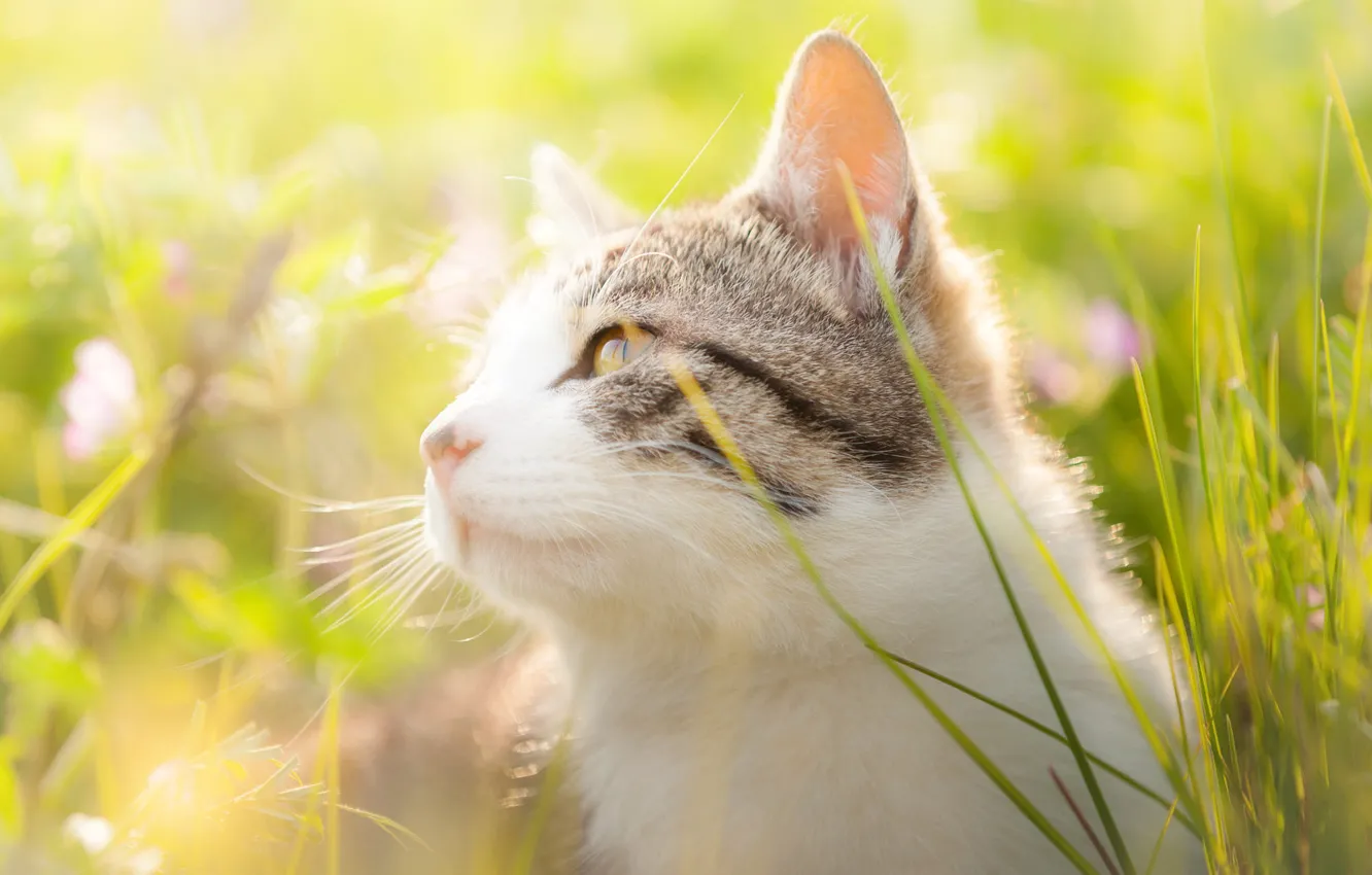 Photo wallpaper cat, grass, cat, look, face, light, flowers, nature