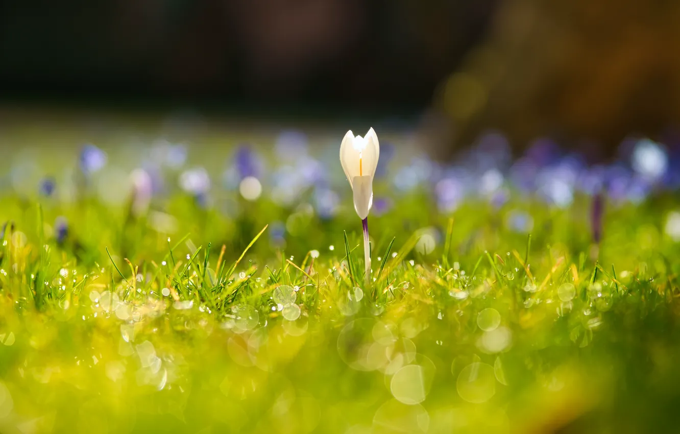 Photo wallpaper grass, light, flowers, glade, spring, crocuses, bokeh