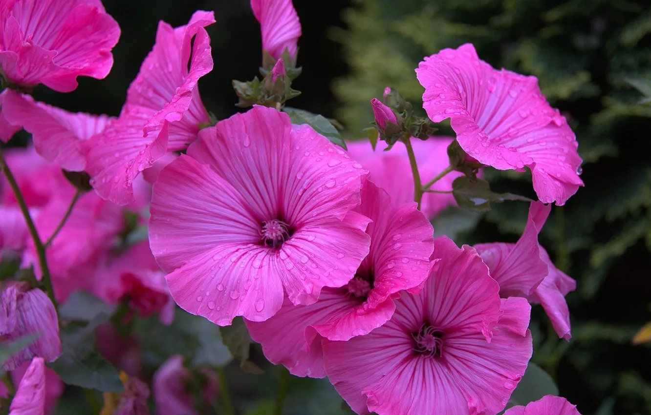 Photo wallpaper drops, flowers, pink flowers, lavatera