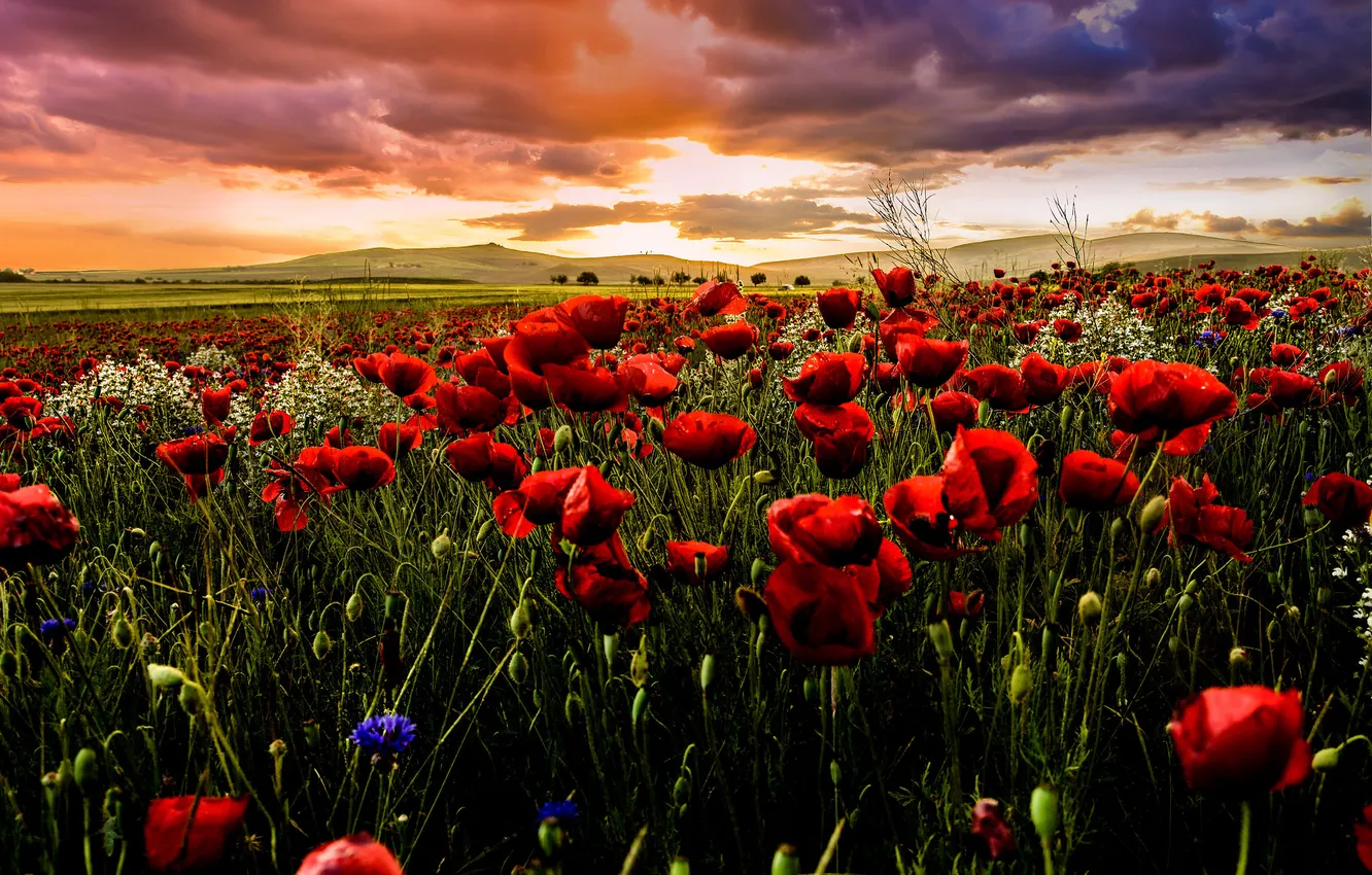 Photo wallpaper summer, the sky, sunset, flowers, red, clouds, Maki, meadow