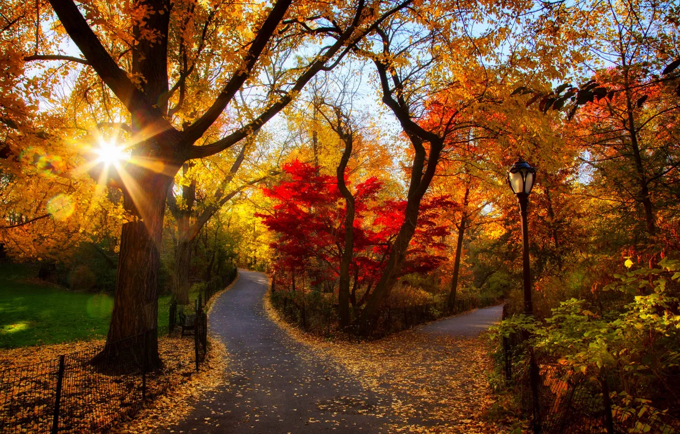 Photo wallpaper road, autumn, forest, leaves, trees, sunset, nature, Park