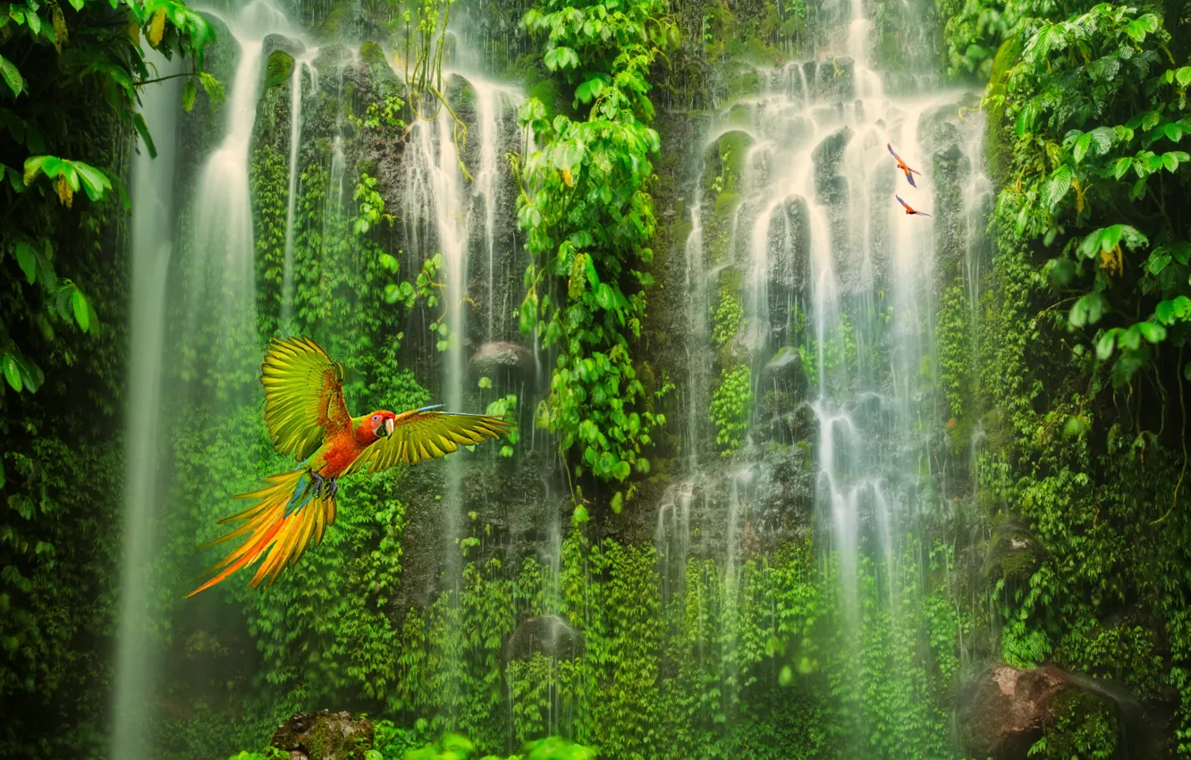 Photo wallpaper forest, waterfall, parrot