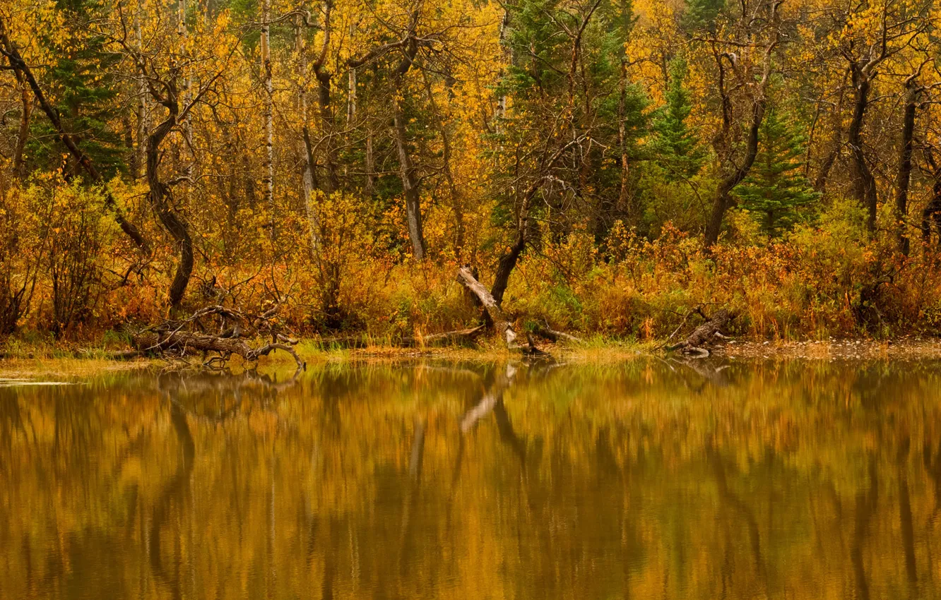 Photo wallpaper autumn, forest, water, trees, nature, river