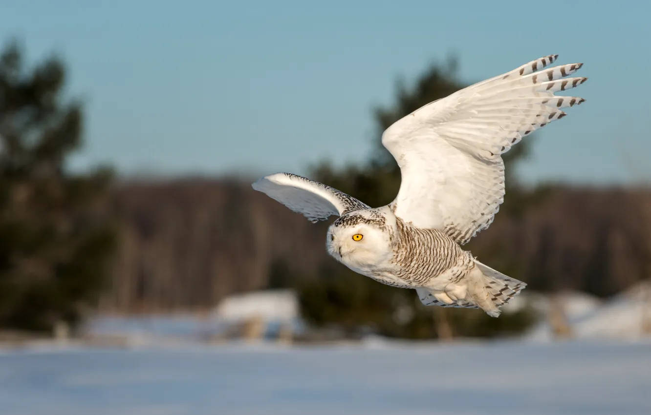 Photo wallpaper winter, snow, flight, nature, owl, bird, wings, snowy owl