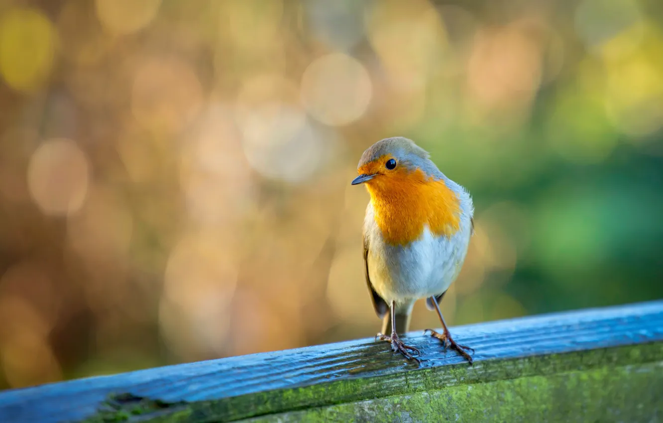 Photo wallpaper glare, background, bird, Board, bird, bokeh, Robin