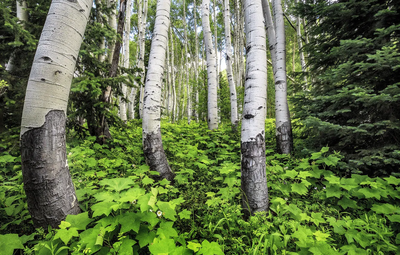 Photo wallpaper grass, trees, trunk, grove, aspen